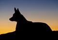 Silhouette of an Australian Kelpie Dog Royalty Free Stock Photo