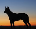 Silhouette of an Australian Kelpie Dog