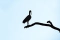 Silhouette of an Australian White Ibis (Threskiornis molucca)