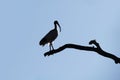 Silhouette of an Australian White Ibis (Threskiornis molucca)