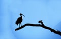 Silhouette of an Australian White Ibis (Threskiornis molucca)