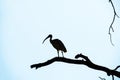 Silhouette of an Australian White Ibis (Threskiornis molucca)