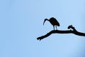 Silhouette of an Australian White Ibis (Threskiornis molucca)