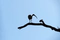 Silhouette of an Australian White Ibis (Threskiornis molucca)