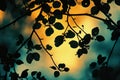 Silhouette of autumn flowers against vibrant sunset creating dramatic play of light and shadow Royalty Free Stock Photo