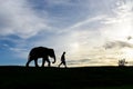 Silhouette baby elephant walking follow a man