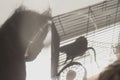 silhouette of a baby girl looking at a pet rodent rat in a cage, the shadow of a child and a mouse on the wall Royalty Free Stock Photo