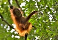 A silhouette of a baby orangutan in green krone of trees. Royalty Free Stock Photo