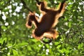 A silhouette of a baby orangutan in green krone of trees. Royalty Free Stock Photo