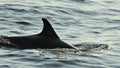 Silhouette of a back fin of a dolphin, swimming in the ocean an Royalty Free Stock Photo