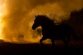 Horse in smokey setting