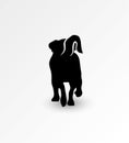 Silhouette of back side of walking dog Jack Russell Terrier. Vector illustration Royalty Free Stock Photo