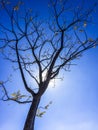 Silhouette of backlit tree with bare branches & blue sky Royalty Free Stock Photo