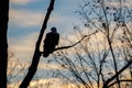 Silhouette of a Bald Eagle on a dead tree limb with colorful morning sky, selective focus, background blur, foreground blur Royalty Free Stock Photo