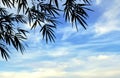 Silhouette bamboo branches on white clouds and blue sky Royalty Free Stock Photo