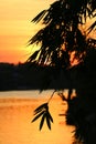 Silhouette of Bamboo Foliage against Golden Orange Sunset Sky and River Royalty Free Stock Photo