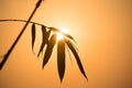 Silhouette Bamboo leaf and sunlight in evening time Royalty Free Stock Photo