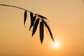 Silhouette Bamboo leaf and sunlight in evening time Royalty Free Stock Photo