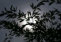 Silhouette of bamboo leaves against the Sun Royalty Free Stock Photo
