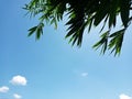 Silhouette of Bamboo Tree with Blue Sky Background Royalty Free Stock Photo
