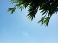 Silhouette of Bamboo Tree with Blue Sky Background Royalty Free Stock Photo