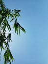 Silhouette of Bamboo Tree with Blue Sky Background Royalty Free Stock Photo