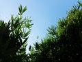 Silhouette of Bamboo Tree with Blue Sky Background Royalty Free Stock Photo