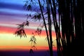 Silhouette bamboo tree and leaves on branch and colorful sunset sky