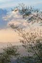 Silhouette of bamboo trees Royalty Free Stock Photo