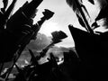 Silhouette of banana leaves on the riverside background.