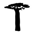 Silhouette baobab icon tree flora Royalty Free Stock Photo