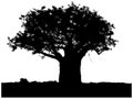 Silhouette of a baobab