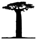 Silhouette of a baobab tree