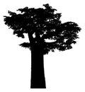 Silhouette of a baobab tree Royalty Free Stock Photo