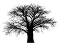 Silhouette of a baobab tree Royalty Free Stock Photo