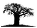 Silhouette of a baobab tree Royalty Free Stock Photo