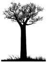 Silhouette of a baobab tree Royalty Free Stock Photo