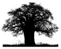 Silhouette of a baobab tree