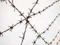 Silhouette of the barbed wire on white background Royalty Free Stock Photo