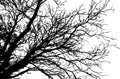 Silhouette of bare branch tree. Vector illustration Royalty Free Stock Photo