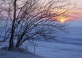 Silhouette of a tree against a pink sunset