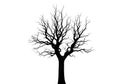 Silhouette of a bare deciduous tree isolated on white background Royalty Free Stock Photo