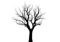 Silhouette of a bare deciduous tree isolated on white background Royalty Free Stock Photo