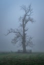 Silhouette of bare oak tree in thick fog in Phoenix Park, Dublin, Ireland