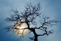 Silhouette of bare tree Royalty Free Stock Photo