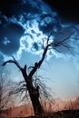 Silhouette of bare tree against dramatic sky Royalty Free Stock Photo
