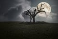 Bare tree in a cloudy full moon night Royalty Free Stock Photo