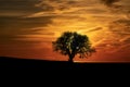 Silhouette of a Bare Tree on a Beautiful Sunset Royalty Free Stock Photo