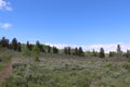 Dirt road along an alpine area at Soldier Summit Utah Royalty Free Stock Photo