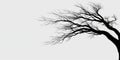 Silhouette of bare tree branches against a white background Royalty Free Stock Photo